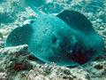 Stingrays - Blotched Fantail Ray(Giant Reef Ray) - Taeniura meyeni