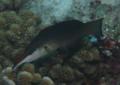 Wrasse - Bird Wrasse - Gomphosus caeruleus