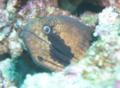 Moray - Blackcheek Moray - Gymnothorax breedeni