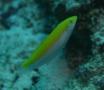 Wrasse - Canarytop wrasse - Halichoeres leucoxanthus