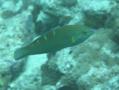 Wrasse - Indian Ocean pinstriped wrasse - Halichoeres vrolikii