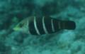 Wrasse - Barred Thicklip Wrasse - Hemigymnus sexfasciatus