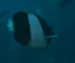 Butterflyfish - Brown-and-white Butterflyfish - Hemitaurichthys zoster