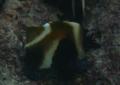 Butterflyfish - Phantom Bannerfish - Heniochus pleurotaenia