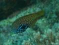 Wrasse - Rare Wrasse - Macropharyngodon bipartitus bipartitus