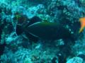 Triggerfish - Indian Triggerfish - Melichthys indicus