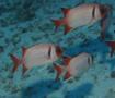 Squirrelfish - Blacktip Soldierfish - Myripristis botche