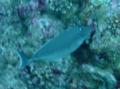 Surgeonfish - Humpback unicornfish - Naso brachycentron