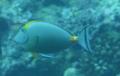 Surgeonfish - Elegant Unicornfish - Naso elegans