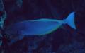 Surgeonfish - Sleek Unicornfish - Naso hexacanthus