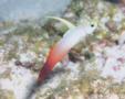 Gobies - Fire Goby - Nemateleotris magnifica