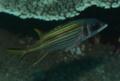 Squirrelfish - Bloodspot Squirrelfish - Neoniphon sammara