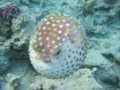 Porcupinefish - Spotbase Burrfish - Cyclichthys spilostylus