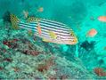 Grunts - Indian Ocean Oriental Sweetlips - Plectorhinchus vittatus