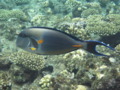 Surgeonfish - Sohal Surgeonfish - Acanthurus sohal