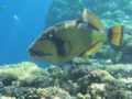 Triggerfish - Titan Triggerfish - Balistoides viridescens