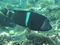 Wrasse - Clown Coris Wrasse - Coris aygula