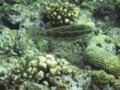 Rabbitfish - Dusky Spinefoot - Siganus luridus