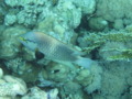 Wrasse - Slingjaw Wrasse - Epibulus insidiator