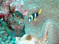 Damselfish - Sebae Anemonefish - Amphiprion sebae