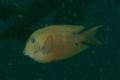 Surgeonfish - Twospot bristletooth - Ctenochaetus binotatus