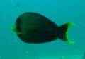 Surgeonfish - Mimi Surgeonfish - Acanthurus pyroferus