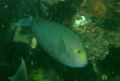 Surgeonfish - Yellowmask Surgeonfish - Acanthurus mata