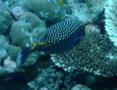 Trunkfish - Whitespotted Boxfish - Ostracion meleagris