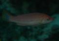 Wrasse - Speckled maori wrasse - Oxycheilinus arenatus