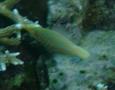 Filefish - Harlequin filefish - Oxymonacanthus longirostris