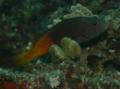 Hawkfish - Blackside Hawkfish - Paracirrhites forsteri