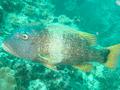 Emperors - Orange-spotted Emperor - Lethrinus erythacanthus