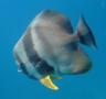 Spadefish - Longfin Spadefish - Platax teira