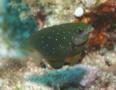 Damselfish - Jewel Damselfish - Plectroglyphidodon lacrymatus