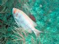 Bigeyes - Glasseye Snapper - Heteropriacanthus cruentatus