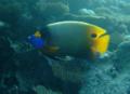 Angelfish - Blue-faced Angelfish - Pomacanthus xanthometopon