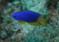 Damselfish - Caerulean damsel - Pomacentrus caeruleus