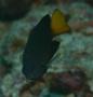 Damselfish - Philippine Damselfish - Pomacentrus philippinus