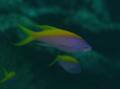 Basslets - Yellowback Anthias - Pseudanthias evansi