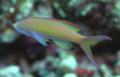 Basslets - Flame Anthias - Pseudanthias ignitus