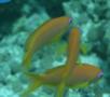 Basslets - Sea Goldie(Jewel Fairy Basslet,Scalefin Anthias) - Pseudanthias squamipinnis