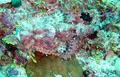 Scorpionfish - Bearded Scorpionfish - Scorpaenopsis barbata