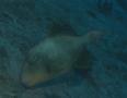 Triggerfish - Yellowmargin Triggerfish - Pseudobalistes flavimarginatus