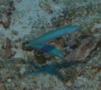Dartfish - Blacktail Goby - Ptereleotris heteroptera