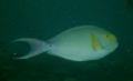 Surgeonfish - Yellowfin Surgeonfish - Acanthurus xanthopterus