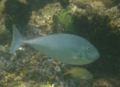 Surgeonfish - Sleek Unicornfish - Naso hexacanthus