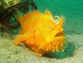 Frogfish - Striated Frogfish - Antennarius striatus