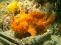 Frogfish - Striated Frogfish - Antennarius striatus