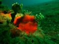 Frogfish - Painted Frogfish - Antennarius pictus