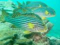 Grunts - Oriental Sweetlips - Plectorhinchus orientalis